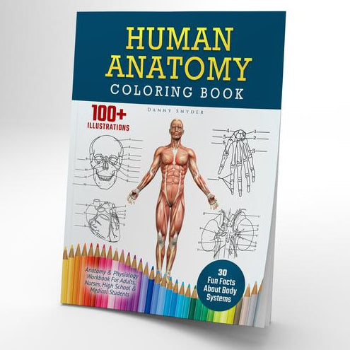 Human Anatomy Coloring Book