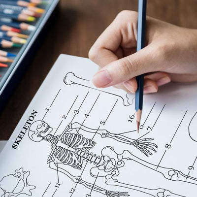 Human Anatomy Coloring Book