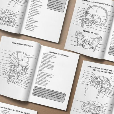 Human Anatomy Coloring Book