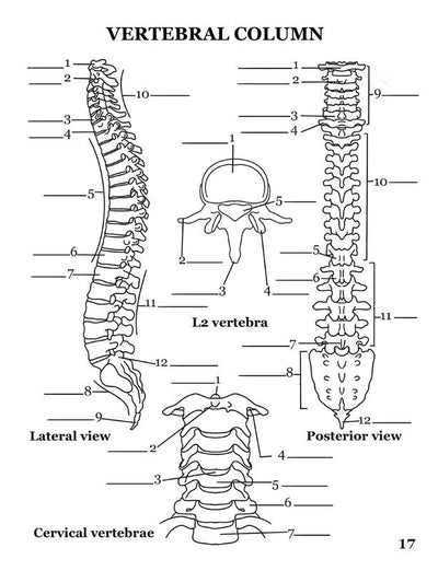 Human Anatomy Coloring Book
